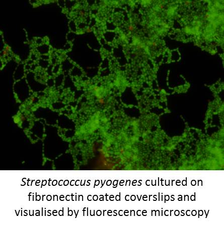 Infection biofilms S. pyogenes